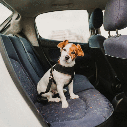 Autogordel voor honden